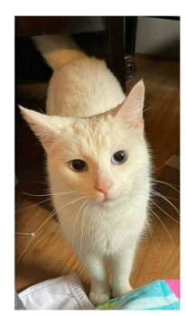 Domestic Short Hair Cats Available for Adoption - Hazel | PetCurious