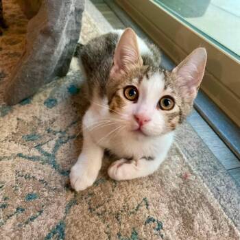Kane (Bonded with Belli) -  Domestic Short Hair Cat for Adoption in San Tan Valley, Arizona - Kane (Bonded With Belli) | PetCurious