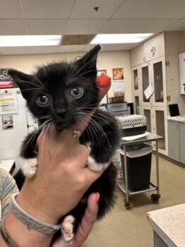 Domestic Short Hair Cats Available for Adoption in Palm Coast, Florida - Ollie | PetCurious