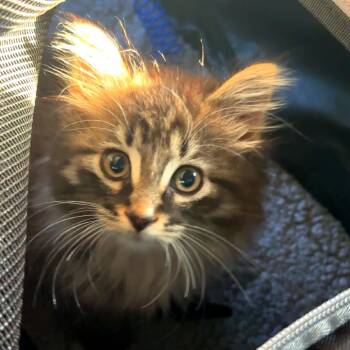 Spicy Tuna Roll -  Domestic Long Hair Cat for Adoption in Monroe, Michigan - Spicy Tuna Roll | PetCurious