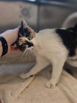 Hostess -  Domestic Short Hair Cat for Adoption in Westland, Michigan - Hostess | PetCurious