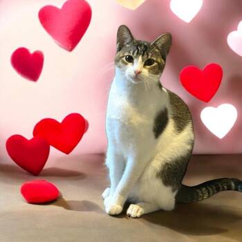Rescue Domestic Short Hair Cats for Adoption in Tulsa, Oklahoma - Destiny | PetCurious