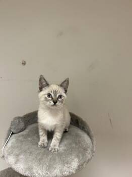 Pip -  Siamese Cat for Adoption in Lancaster, California - Pip | PetCurious