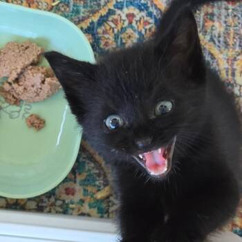 Onyx -  Domestic Short Hair Cat for Adoption in East Hanover, New Jersey - Onyx | PetCurious