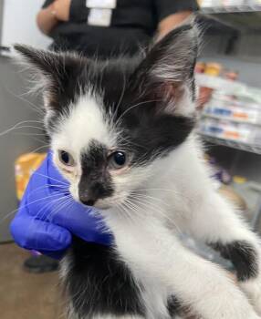 Domestic Short Hair Cats Available for Adoption in Dallas, Texas - TEAGAN | PetCurious