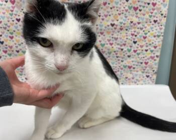 Rescue Domestic Short Hair Cats for Adoption in Maumee, Ohio - Sweetie | PetCurious
