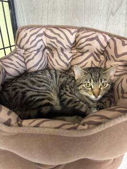 Domestic Short Hair Cats Available for Adoption in Vernon Township, New Jersey - Royal | PetCurious
