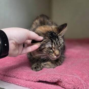 Godzilla -  Domestic Medium Hair and Domestic Short Hair Cat for Adoption in Westland, Michigan - Godzilla | PetCurious