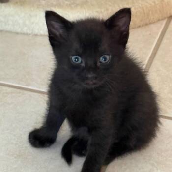 Slinky -  Domestic Short Hair Cat for Adoption in Germantown, Maryland - Slinky | PetCurious