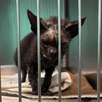 Domestic Short Hair Cats Available for Adoption in Lake Jackson, Texas - Jet | PetCurious