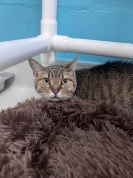 Kaiju -  Domestic Short Hair Cat for Adoption in Largo, Florida - Kaiju | PetCurious