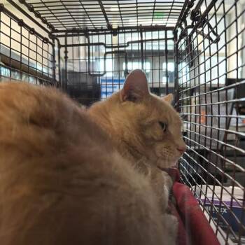 Kaleo -  Domestic Short Hair Cat for Adoption in Des Moines, Iowa - Kaleo | PetCurious