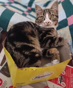 Black Raspberry -  Domestic Short Hair Cat for Adoption in Fredericton, New Brunswick - Black Raspberry | PetCurious