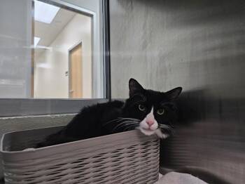 MADURO -  Domestic Long Hair Cat for Adoption in Pueblo, Colorado - MADURO | PetCurious