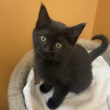 Rescue Domestic Short Hair Cats for Adoption in Wadena, Minnesota - Candy | PetCurious