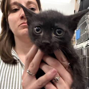 Pocus -  Domestic Short Hair Cat for Adoption in Idaho Falls, Idaho - Pocus | PetCurious