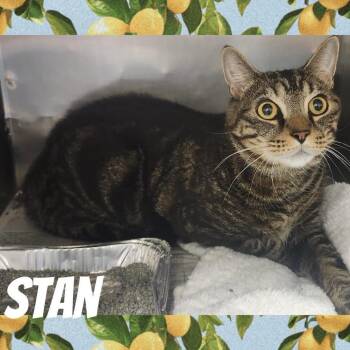 Stan -  Domestic Short Hair Cat for Adoption in Wheeling, Illinois - Stan | PetCurious