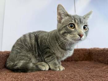 Scout (cat cafe) -  Domestic Short Hair Cat for Adoption in West Lafayette, Indiana - Scout (cat Cafe) | PetCurious