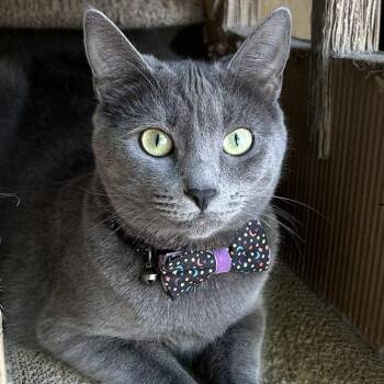 Burrell -  Russian Blue Cat for Adoption in Los Angeles, California - Burrell | PetCurious