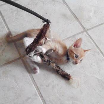 Fozzie -  Domestic Short Hair Cat for Adoption in Largo, Florida - Fozzie | PetCurious