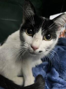 Domestic Short Hair Cats Available for Adoption in Fort Worth, Texas - Espresso Robusta | PetCurious