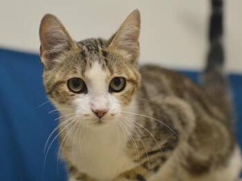 Elain -  Domestic Short Hair Cat for Adoption in Portland, Oregon - Elain | PetCurious