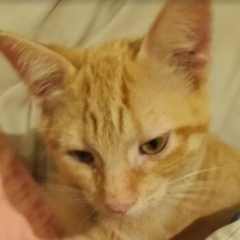 Rescue Tabby and Domestic Short Hair Cats for Adoption in Antioch, California - Colby Jack | PetCurious