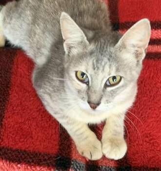Domestic Short Hair Cats Available for Adoption in Liverpool, Texas - Silverbelle  | PetCurious