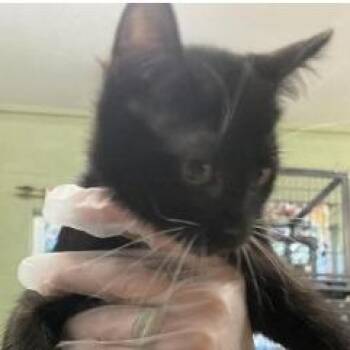 Turken -  Domestic Short Hair Cat for Adoption in New York, New York - Turken | PetCurious