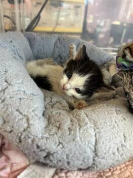 Domestic Short Hair Cats Available for Adoption - Bug* | PetCurious