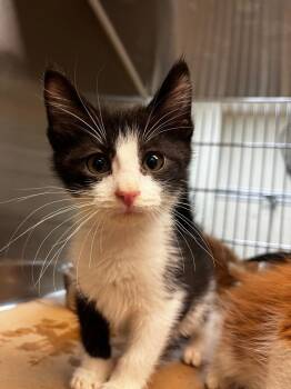 Batty -  Domestic Medium Hair Cat for Adoption in Nacogdoches, Texas - Batty | PetCurious