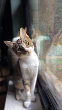Birdie -  American Shorthair Cat for Adoption in Lakeland, Florida - Birdie | PetCurious