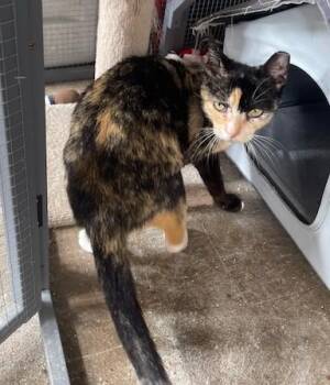 American Shorthair Cats Available for Adoption in Schertz, Texas - Gala Mae Rockport (SH) | PetCurious