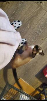 Siamese Cats Available for Adoption in Rochester, Washington - Buttercup | PetCurious