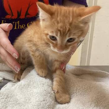 Edgar -  Domestic Short Hair Cat for Adoption in Monroe, Louisiana - Edgar | PetCurious