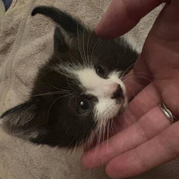 Quicksilver -  Domestic Short Hair Cat for Adoption in Westminster, California - Quicksilver | PetCurious