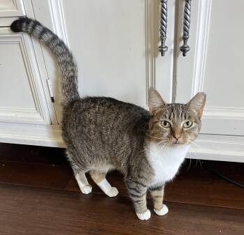 Rescue Tabby and Domestic Short Hair Cats for Adoption in Auburn, Washington - Mary | PetCurious