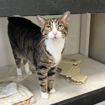 Kurt -  Domestic Short Hair Cat for Adoption in Mokena, Illinois - Kurt | PetCurious