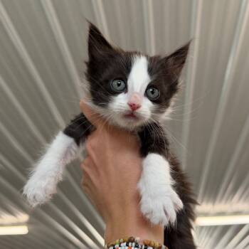 Quenby -  Domestic Short Hair Cat for Adoption in Spanish Fork, Utah - Quenby | PetCurious