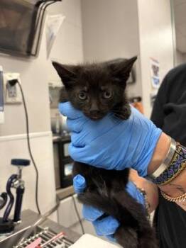 Domestic Short Hair Cats Available for Adoption in Gastonia, North Carolina - Blue Band | PetCurious