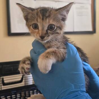 Sutton -  Domestic Short Hair Cat for Adoption in Corinth, Mississippi - Sutton | PetCurious