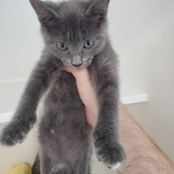 Domestic Short Hair Cats Available for Adoption in Greensboro, North Carolina - Junior Mints | PetCurious