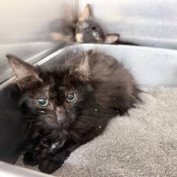 Ivy -  Domestic Medium Hair Cat for Adoption in Auburn, Alabama - Ivy | PetCurious