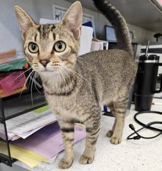 Lotus -  Domestic Short Hair Cat for Adoption in Lafayette, Indiana - Lotus | PetCurious