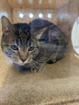 Domestic Short Hair Cats Available for Adoption - Taz | PetCurious