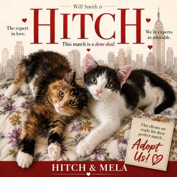 HITCH & MELA -  Domestic Short Hair and Domestic Long Hair Cat for Adoption in Lakesite, Tennessee - HITCH & MELA | PetCurious