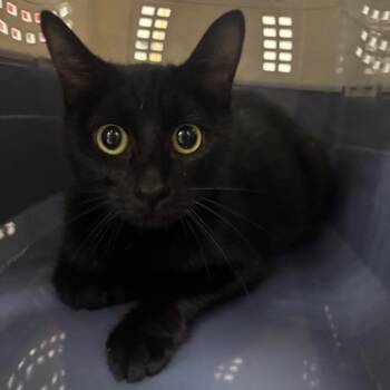 Domestic Short Hair Cats Available for Adoption in Indianapolis, Indiana - Panther | PetCurious
