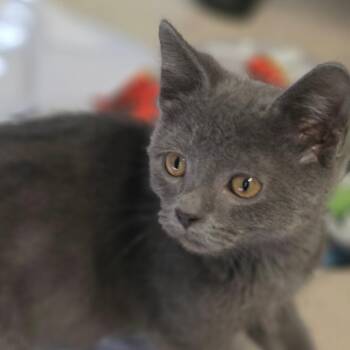 Mojo -  Domestic Short Hair Cat for Adoption in Muncie, Indiana - Mojo | PetCurious