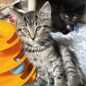 Mewtwo -  Domestic Short Hair Cat for Adoption in Mentor, Ohio - Mewtwo | PetCurious