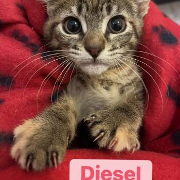 Rescue Domestic Short Hair Cats for Adoption in Lutz, Florida - Diesel | PetCurious